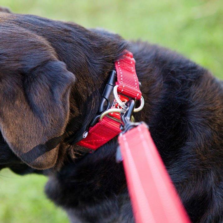 Double Up Dog Collar (Large) - Image 3