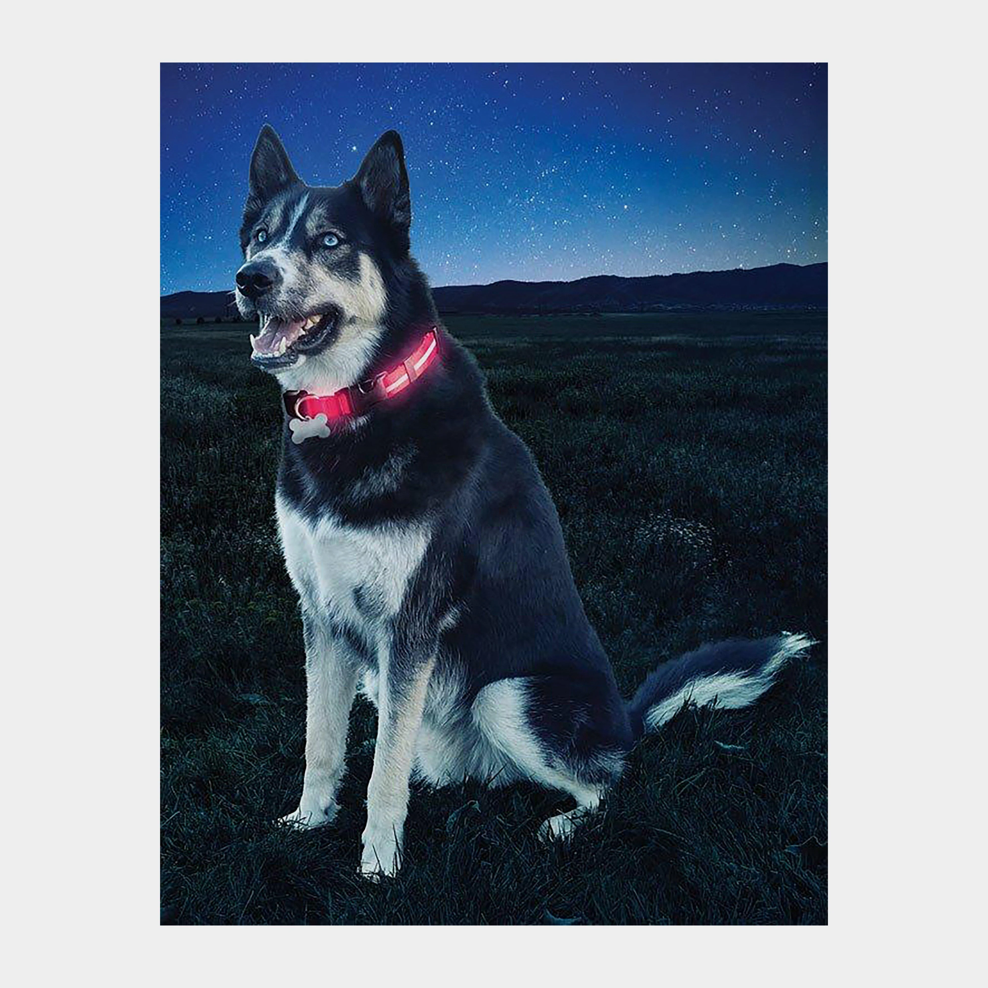 Nite Dawg II LED Collar (Medium) - Image 2