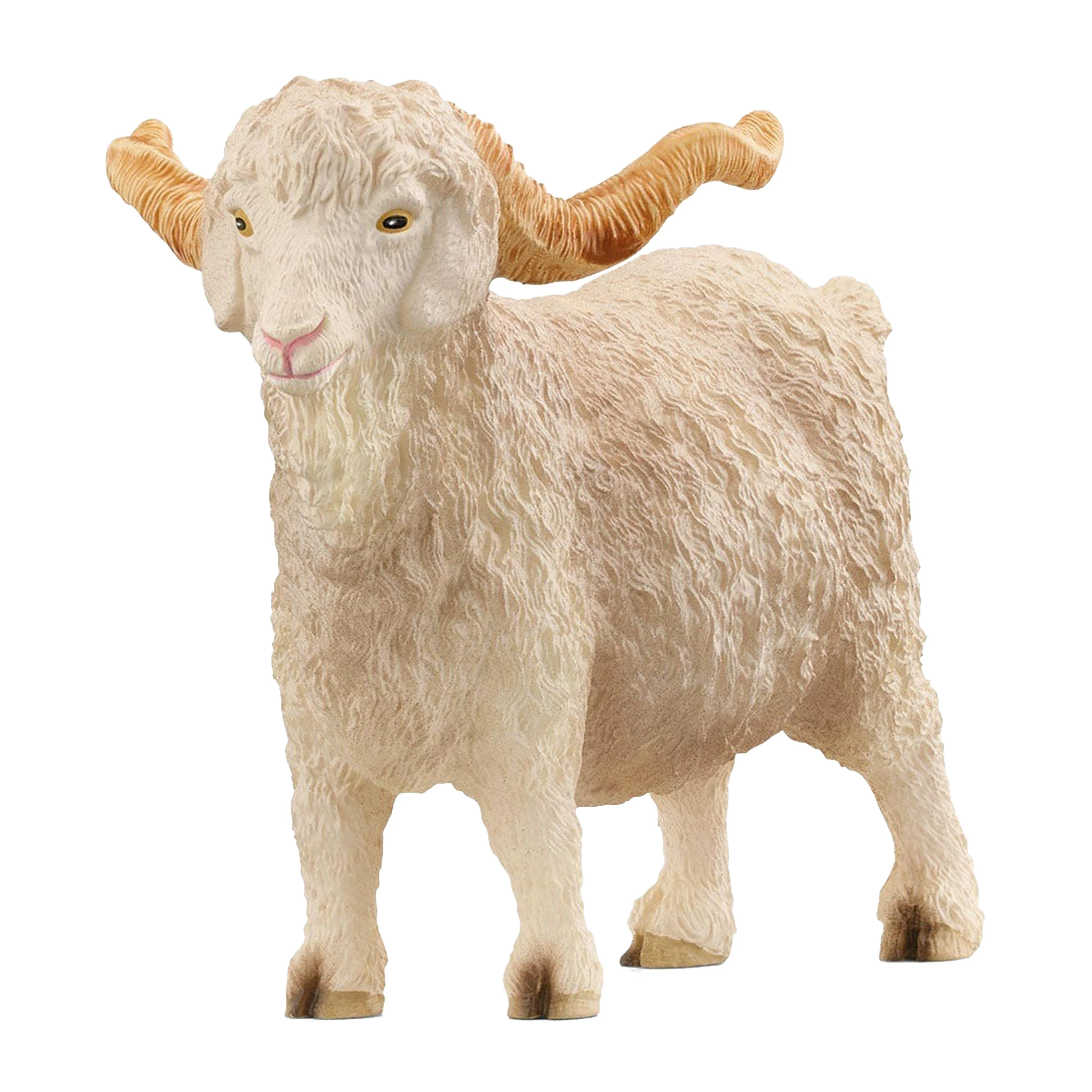 Angora Goat - Image 2
